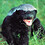 HoneyBadger