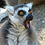 Lemur